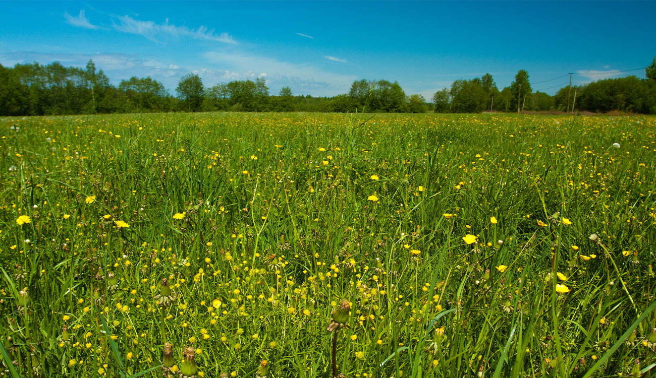 geeignetes Land/Freifläche für Solarparks